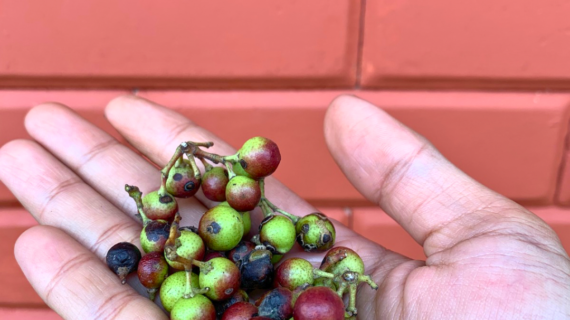 Syzygium Species Spotlight: Rare Myrtaceae Trees Worth Collecting