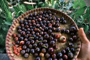 How to Germinate Rare Tropical Seeds: A Step-by-Step Guide