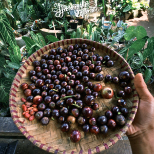 How to Germinate Rare Tropical Seeds: A Step-by-Step Guide