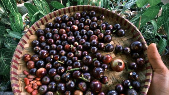 How to Germinate Rare Tropical Seeds: A Step-by-Step Guide