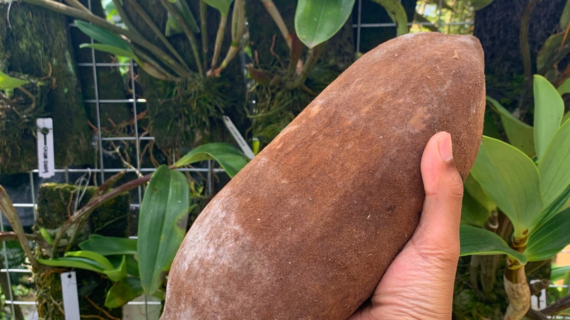 How to Care for Newly Arrived Imported Plants