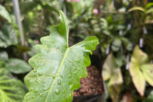 Building a Home Botanical Collection: A Beginner’s Roadmap