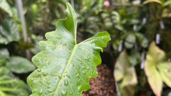 Building a Home Botanical Collection: A Beginner’s Roadmap