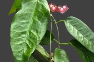 Best Rare Plants for Indoor Growers in Temperate Climates