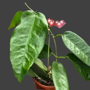 Best Rare Plants for Indoor Growers in Temperate Climates