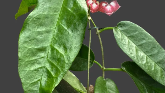 Best Rare Plants for Indoor Growers in Temperate Climates