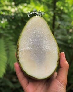 mangifera_caesia