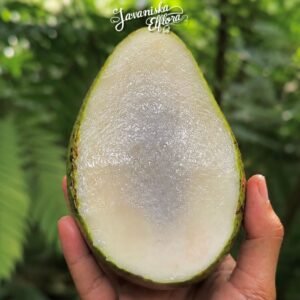 mangifera_caesia