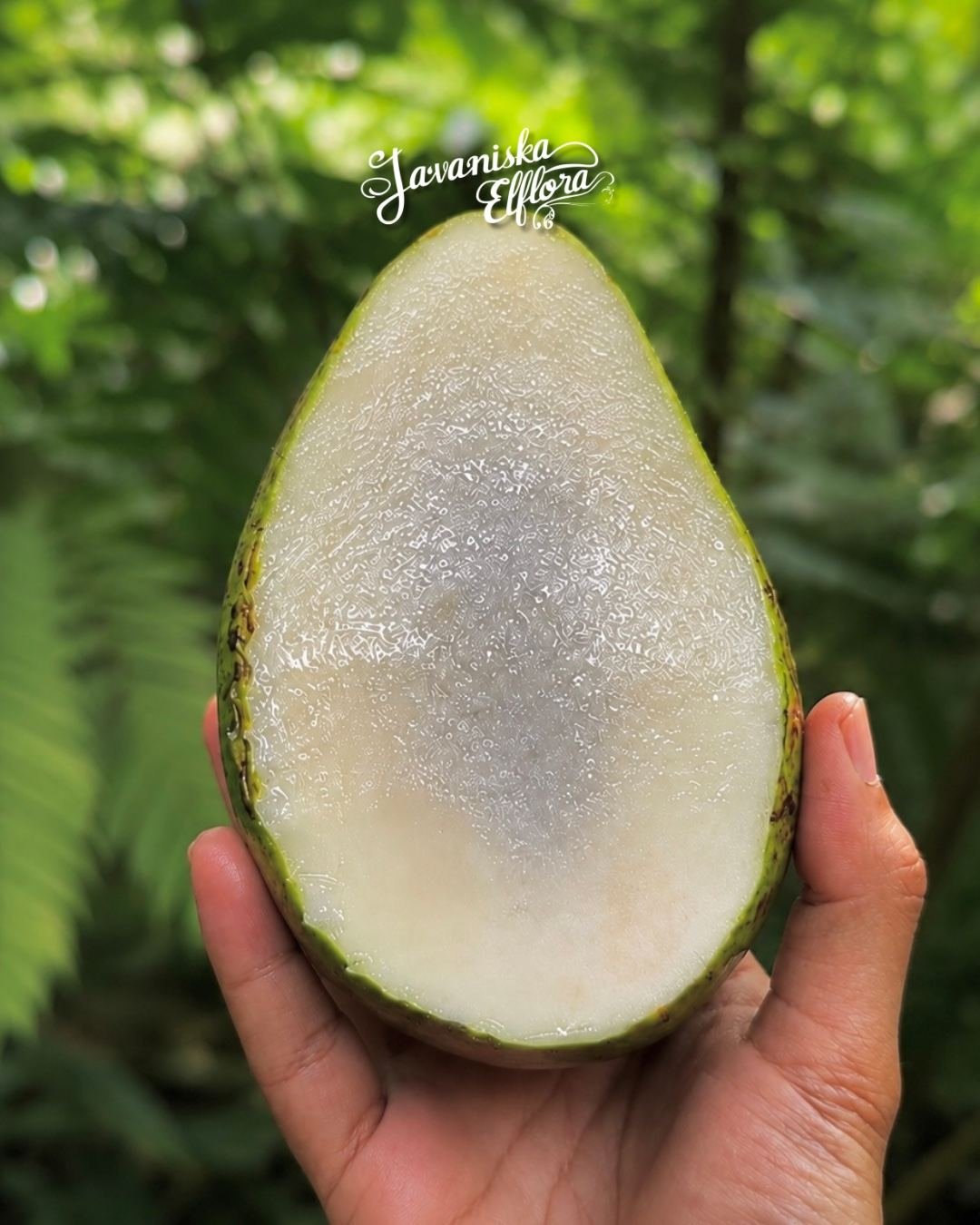 mangifera_caesia