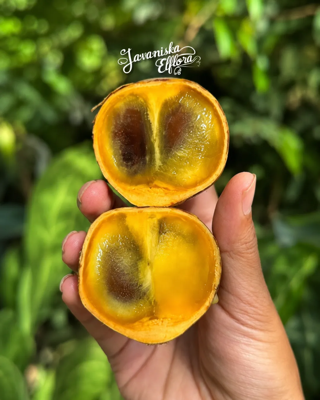 stelechocarpus_burahol